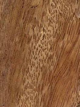 Fornirowana i lakierowana listwa podłogowa Tali CP80 R3 o wymiarach 240x8x1,8 cm